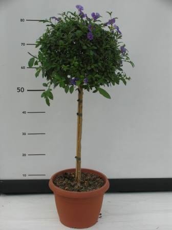 Solanum rantonetii en tige 25 h110